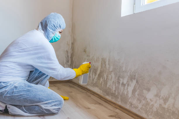 Licensed Black Mold Removal service in Queen, PA - WQB Mold Removal