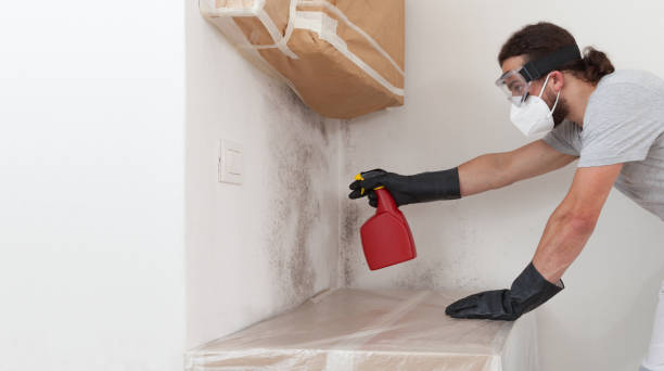 Professional Black Mold Removal technician working in Queen, PA