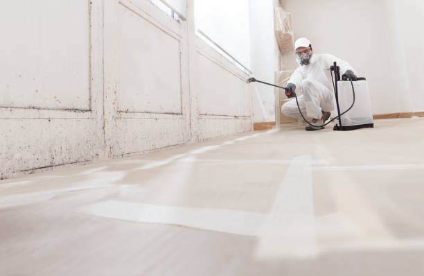 24/7 Emergency Black Mold Removal experts in Queen, PA