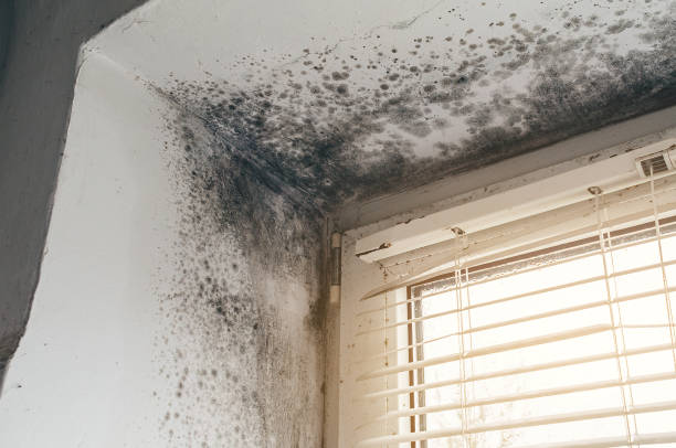 Affordable Black Mold Removal solutions in Queen, PA