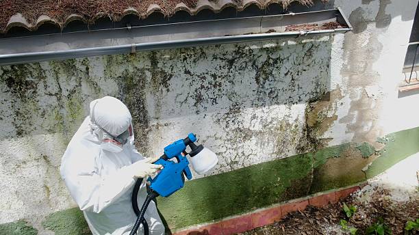 Top rated local Black Mold Removal specialists in Queen, PA